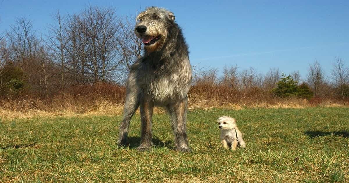 Irish Wolfhounds